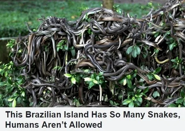 NO HUMANS ALLOWED: Snake Island, Brazil- Snakes-Amundo